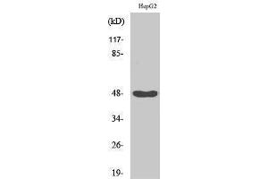 Western Blotting (WB) image for anti-Inhibitor of kappa Light Polypeptide Gene Enhancer in B-Cells, Kinase gamma (IKBKG) (Tyr362) antibody (ABIN3185153) (IKBKG Antikörper  (Tyr362))