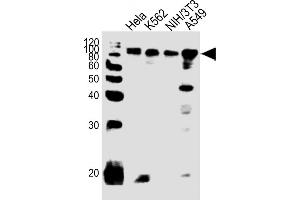 All lanes : Anti-EWSR1 Antibody (C-term) at 1:1000 dilution Lane 1: Hela whole cell lysates Lane 2: K562 whole cell lysates Lane 3: NIH/3T3 whole cell lysates Lane 4: A549 whole cell lysates Lysates/proteins at 20 μg per lane. (EWSR1 Antikörper  (C-Term))