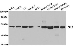 Western blot analysis of extracts of various cell lines, using KLF4 antibody. (KLF4 Antikörper)