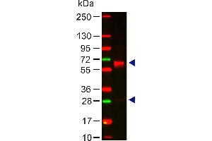 Western Blotting (WB) image for Rabbit anti-Human IgA (Chain alpha), (Heavy Chain) antibody (ABIN286261)