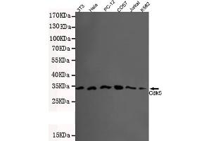 Western blot detection of CDK5(N-terminus) in 3T3,Hela,PC-12,COS7,Jurkat and K562 lysates using Cdk5 mouse mAb (1:500 diluted). (CDK5 Antikörper  (N-Term))