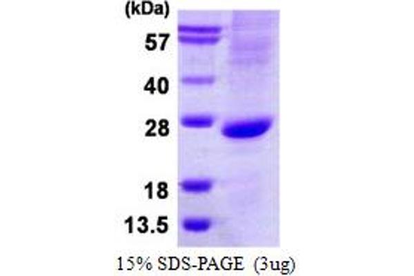 ATOH1 Protein (His tag)