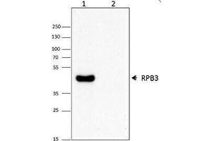 Western Blotting (WB) image for anti-RNA Polymerase II 33kD Subunit (RPII33) antibody (ABIN2656681) (RPII33 Antikörper)