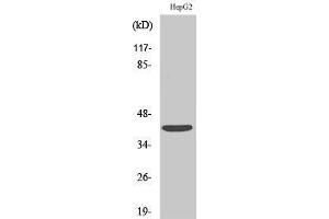Western Blotting (WB) image for anti-Sphingosine-1-Phosphate Receptor 4 (S1PR4) (Internal Region) antibody (ABIN3174873) (S1PR4 Antikörper  (Internal Region))