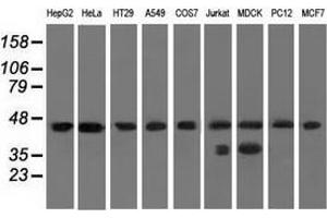 Western blot analysis of extracts (35 µg) from 9 different cell lines by using anti-C9orf41 monoclonal antibody. (C9orf41 Antikörper)