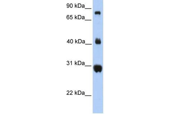 FIBCD1 Antikörper  (C-Term)