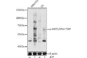 Western blot analysis of extracts of NIH/3T3 and C6 cells, using phospho-MST1/STK4-T387 pAb (ABIN7270228) at 1:1000 dilution. (STK4 Antikörper  (pThr387))