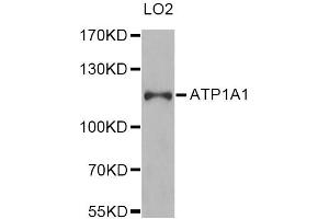 Western blot analysis of extracts of LO2 cells, using ATP1A1 Antibody (ABIN1871152) at 1:1000 dilution. (ATP1A1 Antikörper)