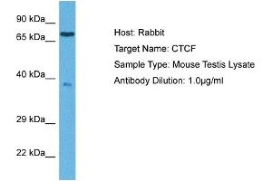 Host: Rabbit Target Name: CTCF Sample Tissue: Mouse Testis Antibody Dilution: 1ug/ml (CTCF Antikörper  (C-Term))