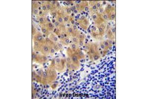 GGH Antibody immunohistochemistry analysis in formalin fixed and paraffin embedded human liver tissue followed by peroxidase conjugation of the secondary antibody and DAB staining. (GGH Antikörper  (C-Term))