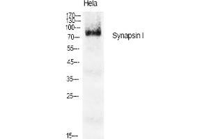 Western Blot analysis of various cells using Synapsin I Polyclonal Antibody diluted at 1:1000. (SYN1 Antikörper)