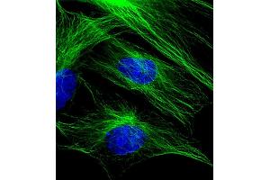 Immunofluorescent analysis of 4 % paraformaldehyde-fixed, 0. (TUBB Antikörper  (AA 46-78))