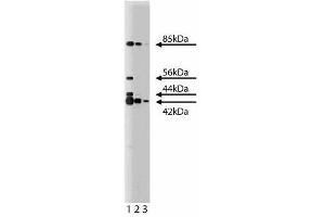 Western blot analysis of ERK (pan ERK) on a RSV-3T3 cell lysate. (ERK (Pan) (AA 219-358) Antikörper)