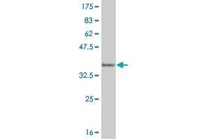 Western Blot detection against Immunogen (33. (HEYL Antikörper  (AA 1-70))