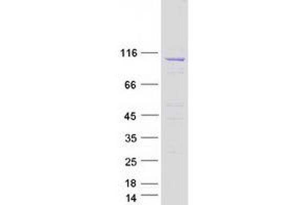 ATP2A3 Protein (Transcript Variant 5) (Myc-DYKDDDDK Tag)