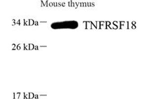 Western blot analysis of GITR (ABIN7076068),at dilution of 1: 1000,Lane 1: Mouse thymus tissue lysate (TNFRSF18 Antikörper)