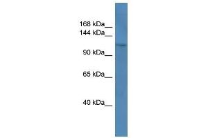 Western Blot showing COL1A1 antibody used at a concentration of 1-2 ug/ml to detect its target protein. (COL1A1 Antikörper  (C-Term))