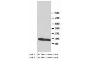 Image no. 2 for anti-Fatty Acid Binding Protein 3, Muscle and Heart (FABP3) (AA 119-133) antibody (ABIN1493379) (FABP3 Antikörper  (AA 119-133))