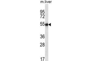 Western Blotting (WB) image for anti-Indian Hedgehog (IHH) antibody (ABIN2995189) (Indian Hedgehog Antikörper)