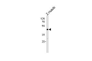 Western blot analysis of lysate fromzebra fish muscle tissue lysate, using (DANRE) mapk8 Antibody Azb18717a. (JNK Antikörper  (AA 183-215))