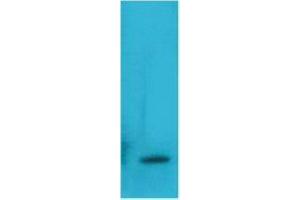 Western Blot (WB) analysis of Recombinant Human TNF a Protein with TNF alpha Mouse Monoclonal Antibody diluted at 1:2000. (TNF alpha Antikörper)