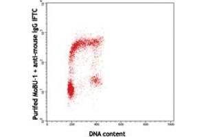 Image no. 1 for anti-Bromodeoxyuridine (BrdU) antibody (ABIN293985) (BrdU Antikörper)