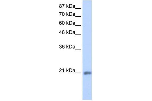 MIF4GD Antikörper  (C-Term)