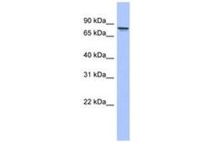 Image no. 1 for anti-Protein Kinase C, gamma (PRKCG) (AA 71-120) antibody (ABIN6744077) (PKC gamma Antikörper  (AA 71-120))