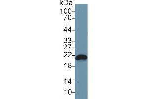 Western Blot; Sample: Mouse RAW264. (BAX Antikörper  (AA 1-158))