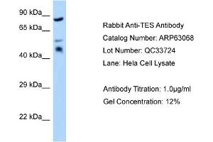 Western Blotting (WB) image for anti-Testis Derived Transcript (3 LIM Domains) (TES) (Middle Region) antibody (ABIN971861) (TES Antikörper  (Middle Region))