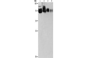 Western Blotting (WB) image for anti-Epidermal Growth Factor Receptor Pathway Substrate 15-Like 1 (EPS15L1) antibody (ABIN2422749) (EPS15L1 Antikörper)