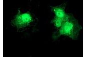 Anti-DTYMK mouse monoclonal antibody (ABIN2454997) immunofluorescent staining of COS7 cells transiently transfected by pCMV6-ENTRY DTYMK (RC201228). (DTYMK Antikörper)