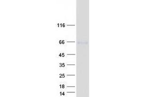 TTYH2 Protein (Transcript Variant 1) (Myc-DYKDDDDK Tag)