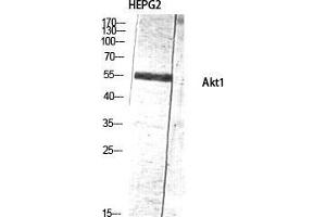 Western Blot (WB) analysis of HepG2 lysis using Akt1 antibody. (AKT1 Antikörper  (Ser137))