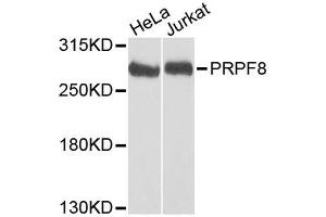 Western blot analysis of extracts of various cell lines, using PRPF8 antibody. (PRPF8 Antikörper  (AA 1-100))