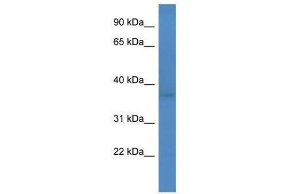 FANK1 Antikörper  (Middle Region)