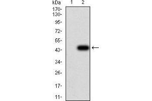 Western blot analysis using GFPT1 mAb against HEK293 (1) and GFPT1 (AA: 536-681)-hIgGFc transfected HEK293 (2) cell lysate. (GFPT1 Antikörper  (AA 536-681))