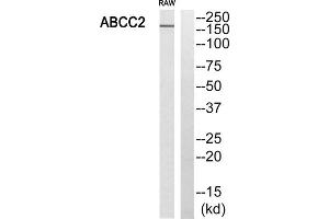 Western blot analysis of extracts from RAW264. (ABCC2 Antikörper  (Internal Region))