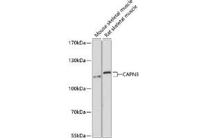 Western blot analysis of extracts of various cell lines, using C Antibody (ABIN6127546, ABIN6137918, ABIN6137920 and ABIN6215554) at 1:3000 dilution. (Calpain 3 Antikörper  (AA 1-150))