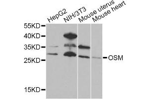 Western blot analysis of extracts of various cell lines, using OSM Antibody. (Oncostatin M Antikörper)
