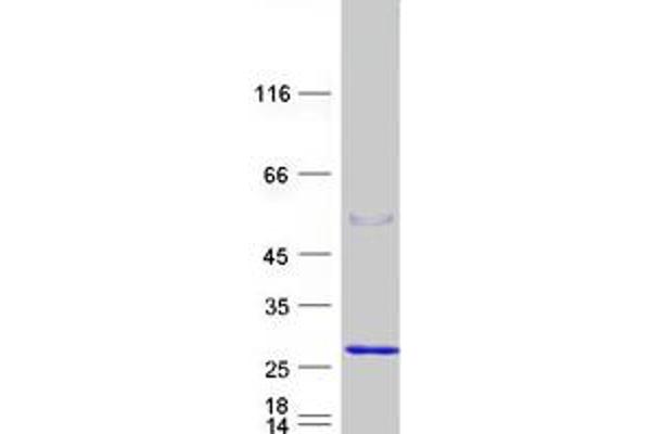 FATE1 Protein (Myc-DYKDDDDK Tag)