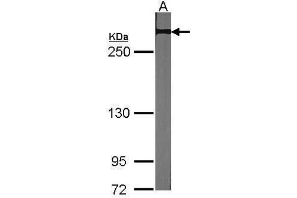 NOTCH2 Antikörper  (C-Term)