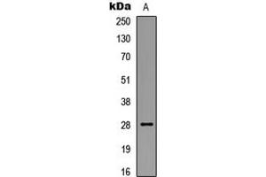 Western blot analysis of BCL2 (pS87) expression in HEK293T UV-treated (A) whole cell lysates. (Bcl-2 Antikörper  (pSer87))