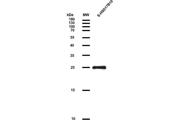 HSD17B10 Protein (AA 2-261) (S tag)