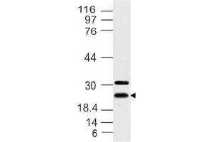 Image no. 1 for anti-Hairy and Enhancer of Split 7 (HES7) antibody (ABIN5027717) (HES7 Antikörper)