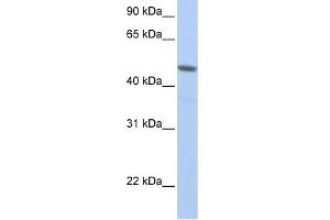 WB Suggested Anti-NXF3 Antibody Titration:  0. (NXF3 Antikörper  (N-Term))