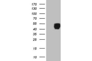 Western Blotting (WB) image for anti-Insulin-Like Growth Factor Binding Protein 3 (IGFBP3) (AA 28-297) antibody (ABIN2676168) (IGFBP3 Antikörper  (AA 28-297))