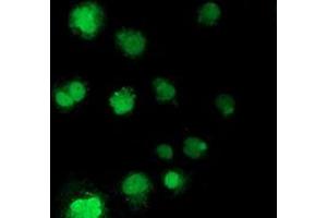 Anti-NHEJ1 mouse monoclonal antibody (ABIN2453928) immunofluorescent staining of COS7 cells transiently transfected by pCMV6-ENTRY NHEJ1 (RC203393). (NHEJ1 Antikörper)