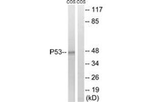 Western blot analysis of extracts from COS7 cells, using p53 (Ab-15) Antibody. (p53 Antikörper  (AA 6-55))