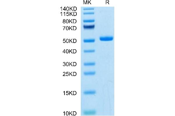 TREML1 Protein (AA 21-175) (Fc Tag)